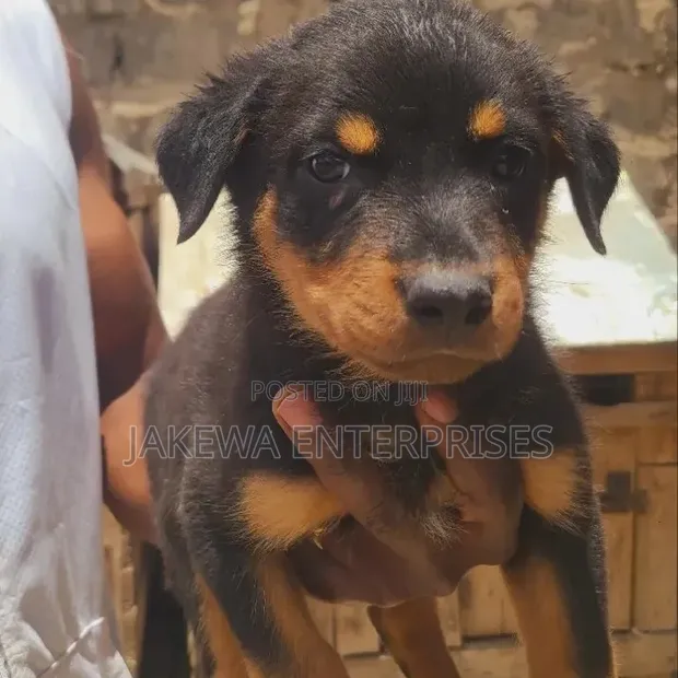 Vimbi vya Rottweiler Safi (Miezi 1-3) - 1
