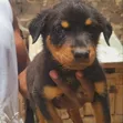 Vimbi vya Rottweiler Safi (Miezi 1-3) - 1