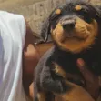 Vimbi vya Rottweiler Safi (Miezi 1-3) - 2