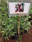 Pera ya Strawberry / Pera ya Cherry - 2