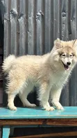 3-6 Month Female Purebred Siberian Husky - 1
