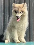 3-6 Month Female Purebred Siberian Husky - 2