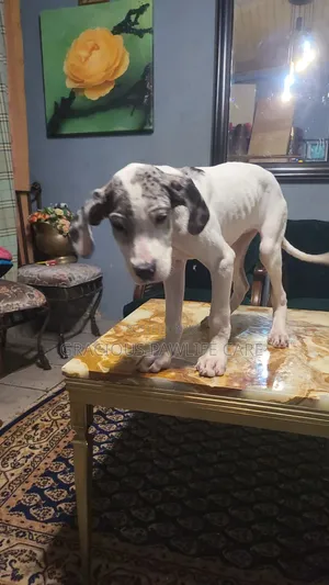 Female Great Dane Puppy, 1-3 Months