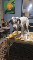 Female Great Dane Puppy, 1-3 Months - 1