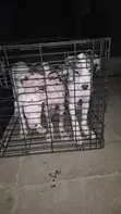 Female Great Dane Puppy, 1-3 Months - 2