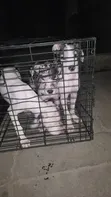Female Great Dane Puppy, 1-3 Months - 3