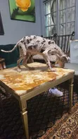 Female Great Dane Puppy, 1-3 Months - 4