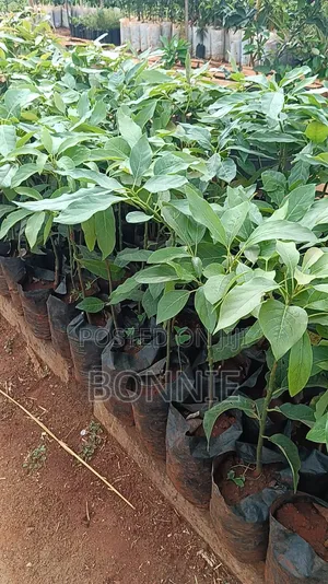 Quality Hass Avocado Seedlings