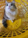 Purebred Tabby Cat, 6-12 Months Male - 1