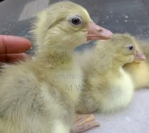 Gosling/Goose Hatchlings