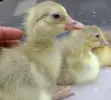 Gosling/Goose Hatchlings - 1