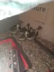 Gosling/Goose Hatchlings - 2