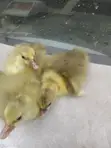 Gosling/Goose Hatchlings - 3