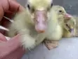 Gosling/Goose Hatchlings - 4