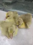 Gosling/Goose Hatchlings - 5
