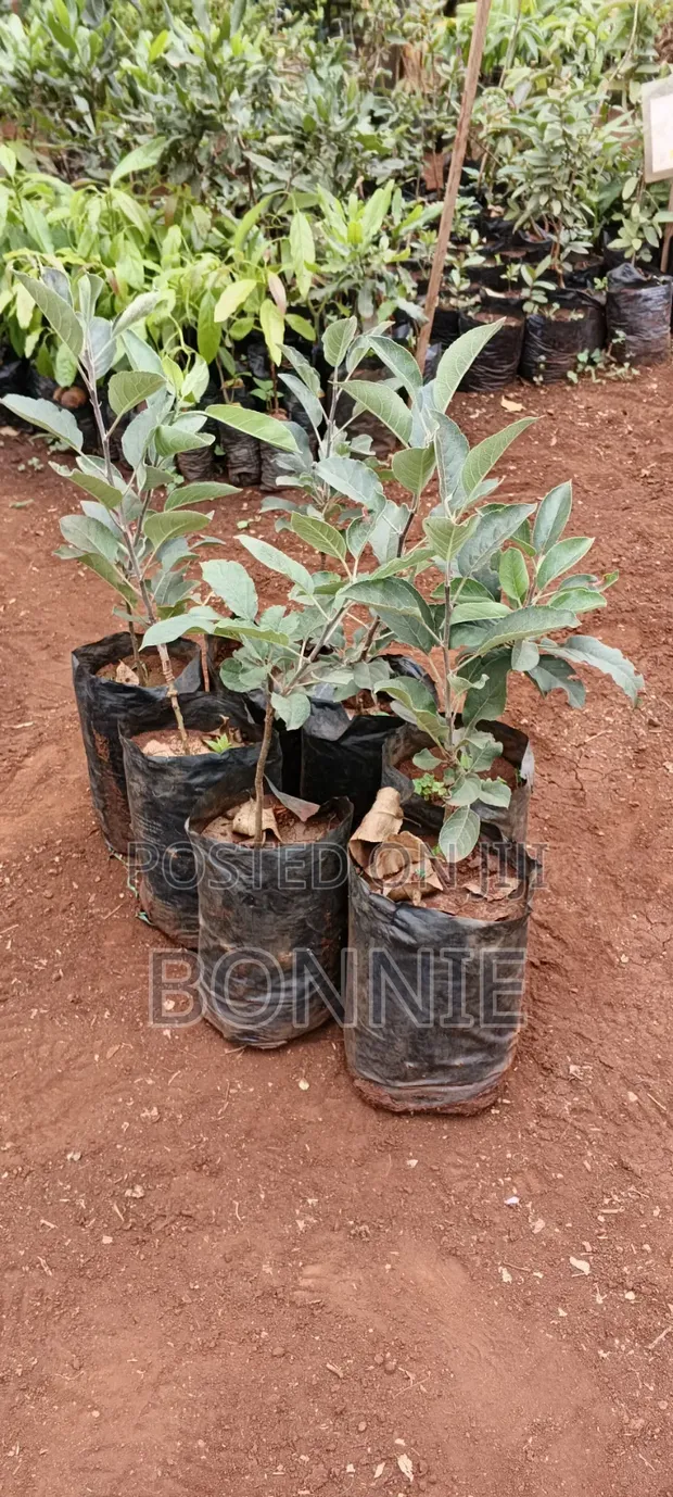 Apple Seedlings - Tayari kwa Kupanda - 1