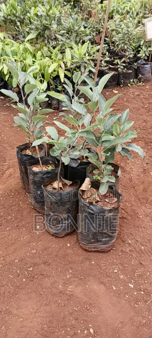 Apple Seedlings - Ready for Planting