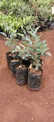 Apple Seedlings - Tayari kwa Kupanda - 1