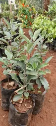 Apple Seedlings - Tayari kwa Kupanda - 2