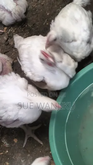 Broiler Kuku (1.4kg+)
