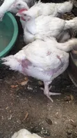Broiler Kuku (1.4kg+) - 2