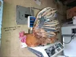Majogoo Wakubwa wa Kienyeji kwa Nyama/Ufugaji (Mbegu Bora) - 2