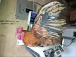 Majogoo Wakubwa wa Kienyeji kwa Nyama/Ufugaji (Mbegu Bora) - 4