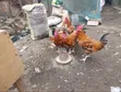 Majogoo Wakubwa wa Kienyeji kwa Nyama/Ufugaji (Mbegu Bora) - 5