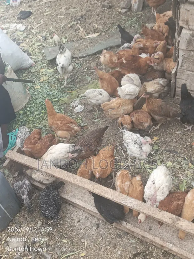 Farmers Chicken - 2.5 Month Old Chicks - 1