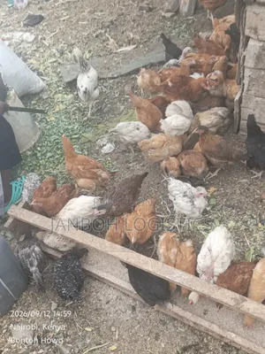 Farmers Chicken - 2.5 Month Old Chicks