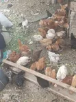 Farmers Chicken - 2.5 Month Old Chicks - 1