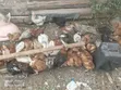 Farmers Chicken - 2.5 Month Old Chicks - 2