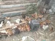 Farmers Chicken - 2.5 Month Old Chicks - 3