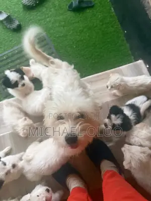 Vitufe vya Japanese Spitz Safi (Miezi 3-6)