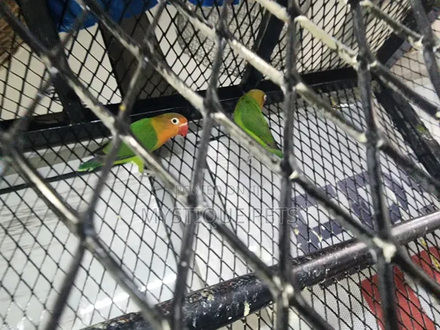 Ndege Wachanga (Parakeets) - 1