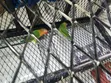 Ndege Wachanga (Parakeets) - 1
