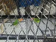 Ndege Wachanga (Parakeets) - 2