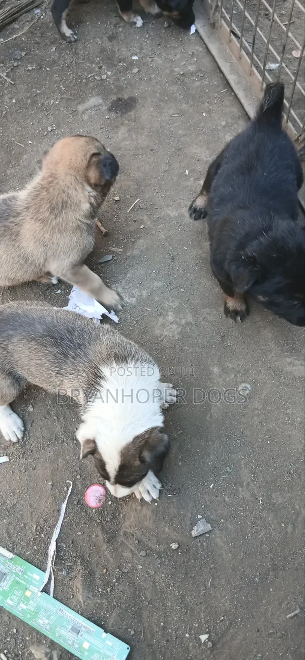 Male Mixed Breed Basenji Puppy (1-3 Months) - 1