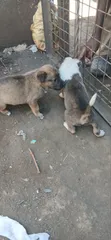 Male Mixed Breed Basenji Puppy (1-3 Months) - 2