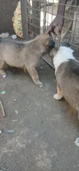 Male Mixed Breed Basenji Puppy (1-3 Months) - 4