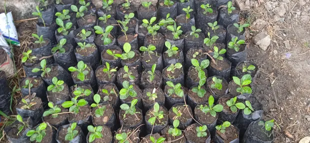 Lemon Seedlings for Elnino Planting - 1