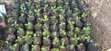 Lemon Seedlings for Elnino Planting - 1