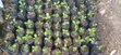 Lemon Seedlings for Elnino Planting - 2