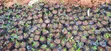 Lemon Seedlings for Elnino Planting - 3