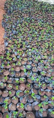 Lemon Seedlings for Elnino Planting - 4