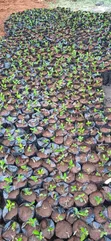 Lemon Seedlings for Elnino Planting - 5
