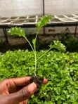 Miche ya Mboga ya Kale yenye Afya - 1