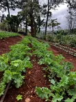 Miche ya Mboga ya Kale yenye Afya - 4