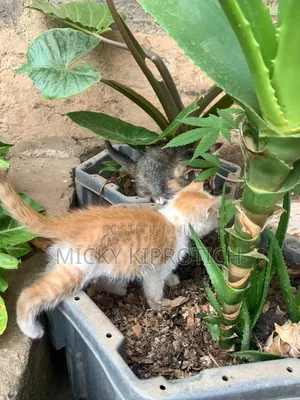 Female American Shorthair Kitten (1-3 Months)