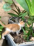 Female American Shorthair Kitten (1-3 Months) - 1
